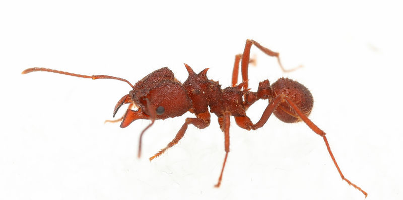 File:Acromyrmex-versicolor.jpg