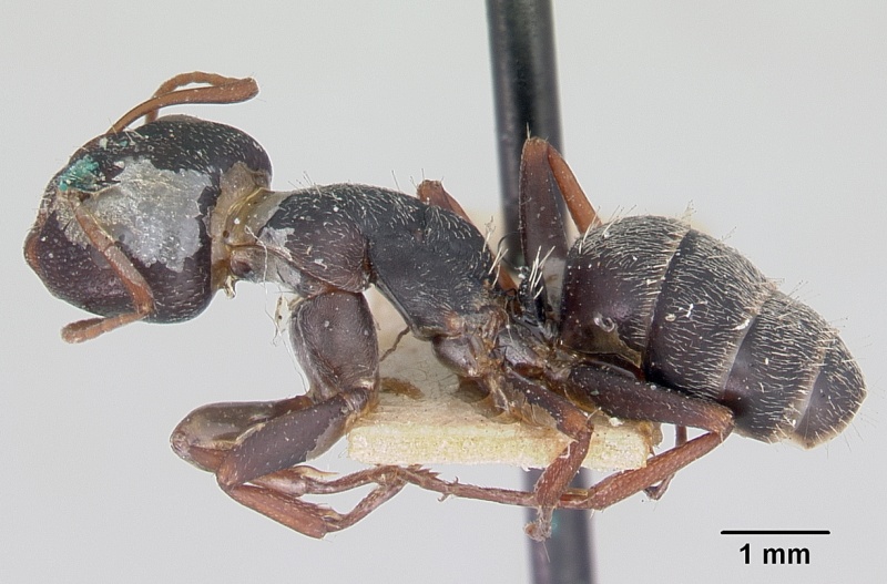 File:Camponotus grandidieri casent0101369 profile 1.jpg