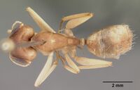 Camponotus maculatus casent0104630 dorsal 1.jpg