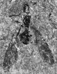 Dlussky-&-Putyatina 2014-43Attopsis-longipennis.jpg