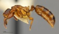 MCZ-ENT00511964 Centromyrmex sellaris hal 3-2.jpg