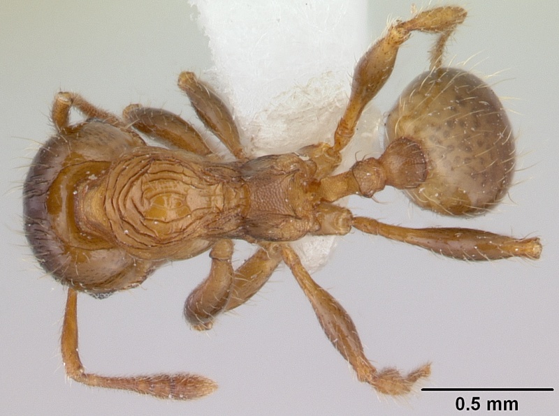 File:Pheidole aberrans casent0178006 dorsal 1.jpg