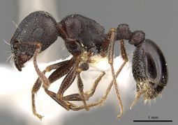 Tetramorium jordani casent0901180 p 1 high.jpg