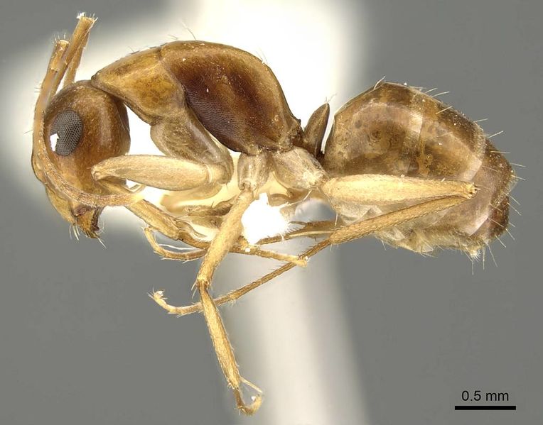 File:Camponotus woodroffeensis casent0915777 p 1 high.jpg