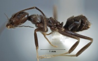 Leptomyrmex pilosus side view