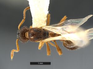 Myrmica-quebecensis-MCZ001D.jpg