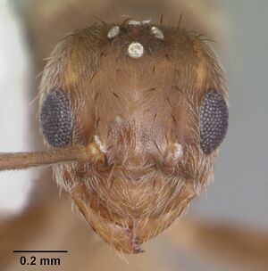 Paratrechina guatemalensis casent0104222 head 1.jpg