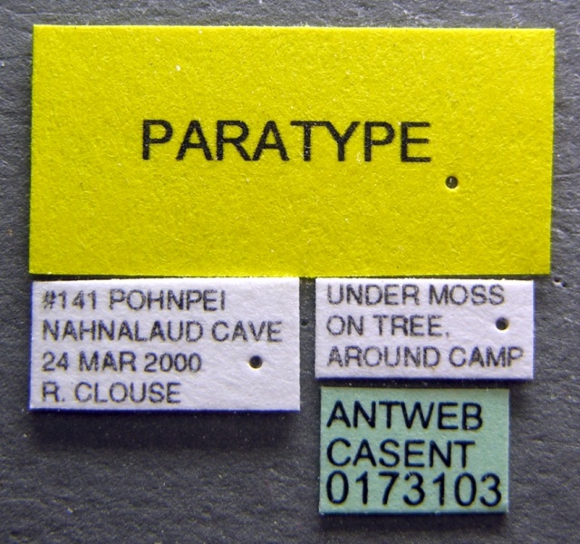 File:Pheidole recondita casent0173103 label 1.jpg