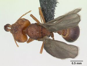 Strumigenys dicomas casent0137196 dorsal 1.jpg