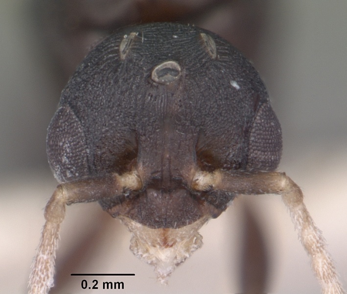 File:Temnothorax bradleyi casent0104013 head 1.jpg