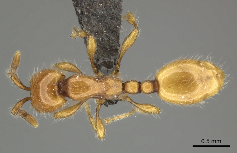 File:Aenictus furibundus casent0235823 d 1 high.jpg