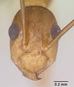 Anoplolepis gracilipes casent0064816 head 1.jpg