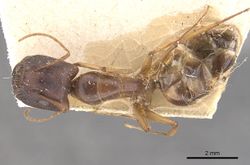 Camponotus lilianae casent0910557 d 1 high.jpg