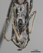 Camponotus mirabilis casent0249616 h 1 high.jpg