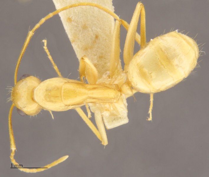 File:MCZ-ENT00672768 Camponotus festinatus worker had.jpg