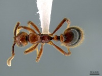 Megalomyrmex fungiraptor casent0629661 d 1 high.jpg