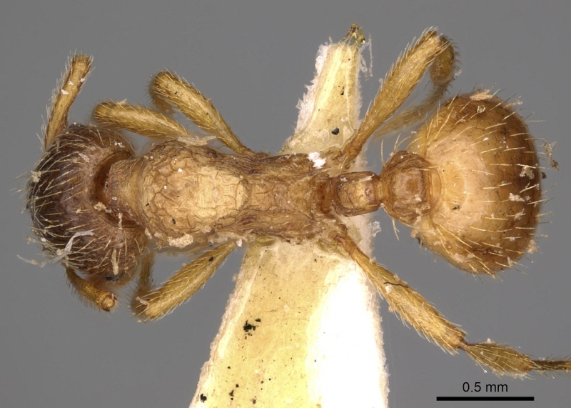 File:Myrmica arnoldii D casent0900281.jpg