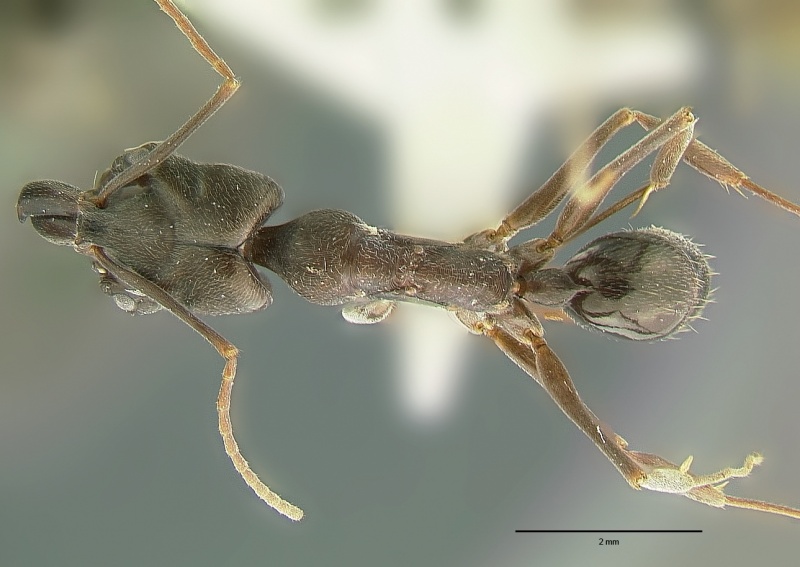 File:Odontomachus simillimus had.jpg