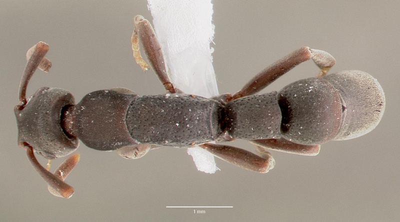 File:Platythyrea punctata casent0003323 dorsal 1.jpg