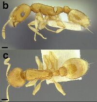 Temnothorax rugosus LACMENT323296 F152 b-c.jpg