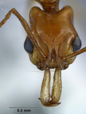 Anochetus renatae head view