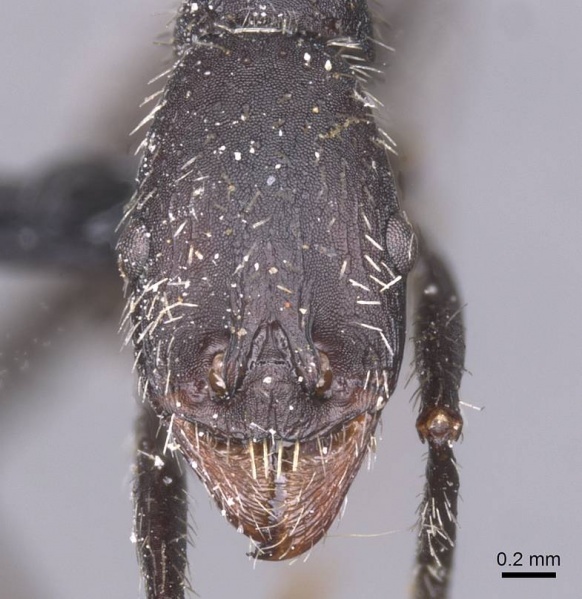 File:Aphaenogaster atlantis casent0913107 h 1 high.jpg