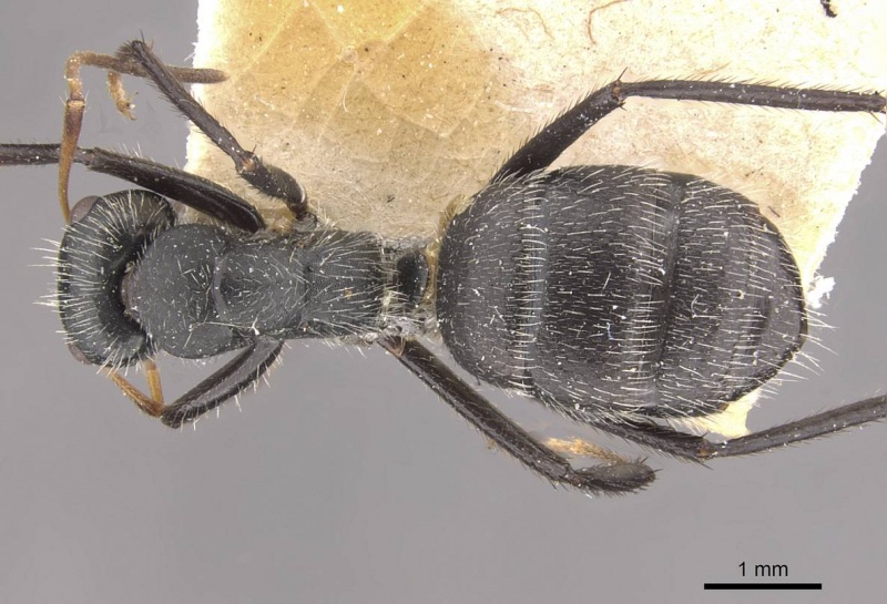 File:Camponotus emeryodicatus casent0910750 d 1 high.jpg