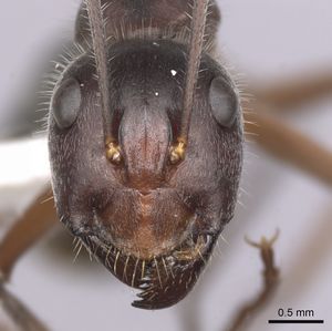Camponotus gouldianus casent0280204 h 1 high.jpg