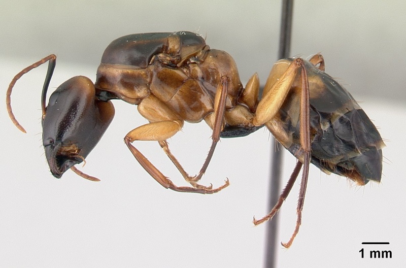 File:Camponotus hova casent0146225 profile 1.jpg