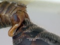 Cephalotes depressus casent0173675 profile 3.jpg