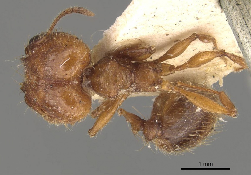 File:Pheidole bucculenta casent0908176 d 1 high.jpg