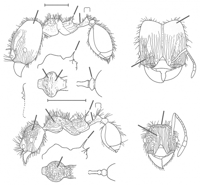 File:Pheidole gauthieri Wilson 2003.jpg