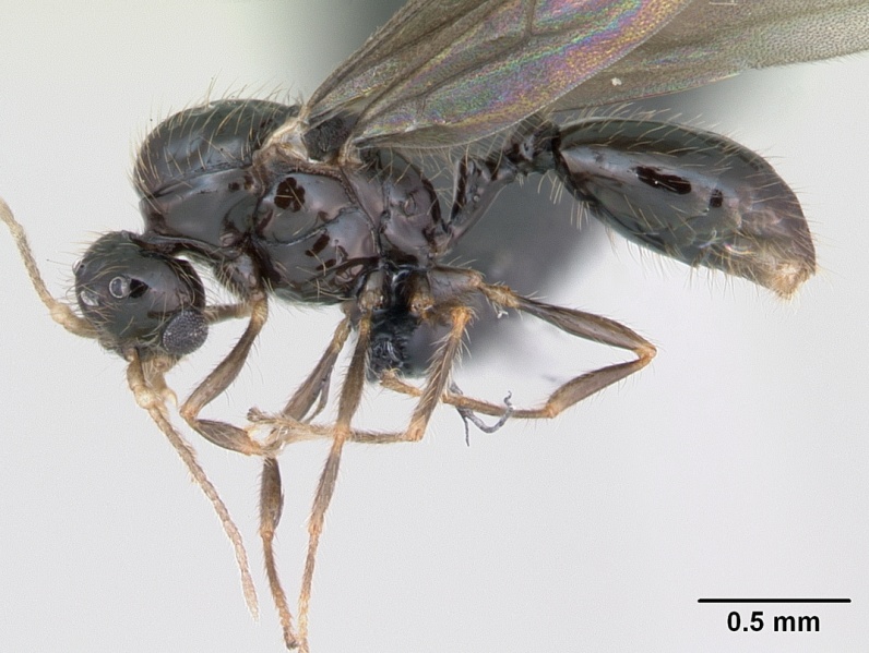 File:Solenopsis mameti casent0135043 profile 1.jpg