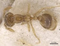 Solenopsis occipitalis casent0913914 d 1 high.jpg