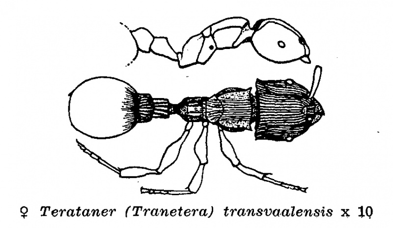 File:Arnold 1952b-1Terataner-transvaalensis.jpg