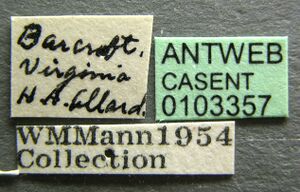 Camponotus mississippiensis casent0103357 label 1.jpg