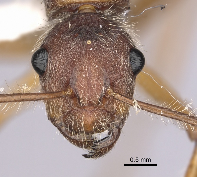 File:Camponotus nitidior inbiocri002281554 h 1 high.jpg