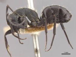 Camponotus perrisii casent0910472 p 1 high.jpg