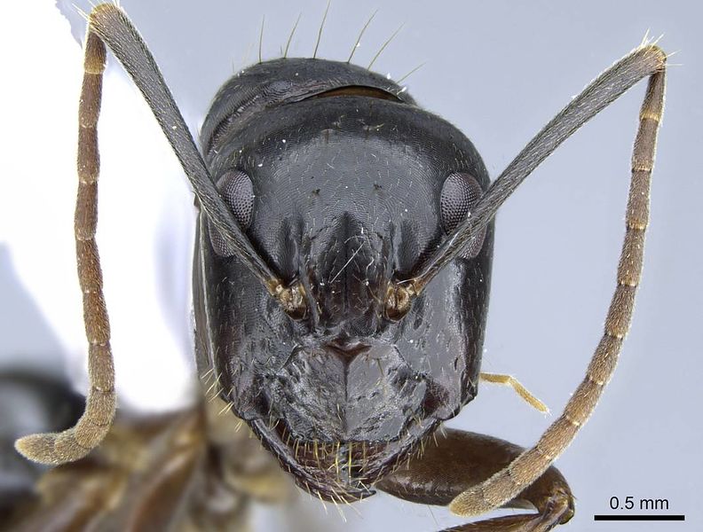 File:Camponotus polymorphicus casent0914445 h 1 high.jpg
