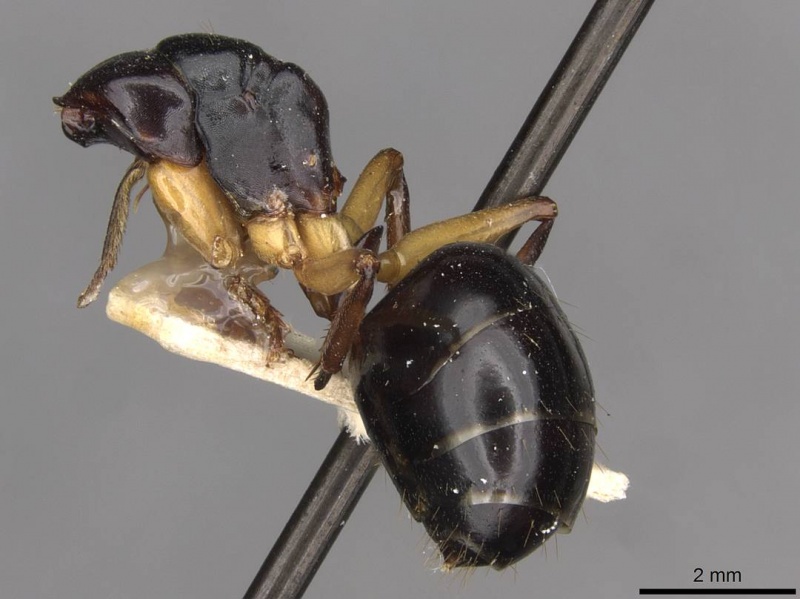 File:Camponotus walkeri casent0910406 p 1 high.jpg