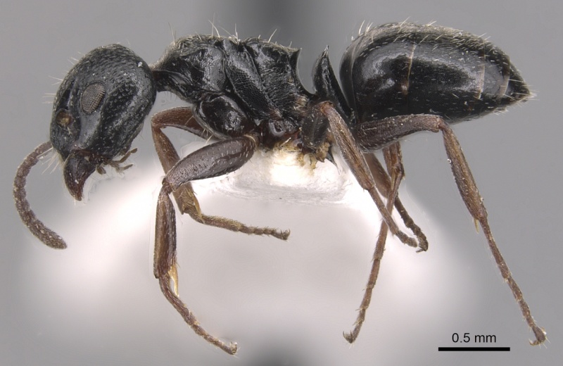 File:Dolichoderus schulzi casent0905036 p 1 high.jpg