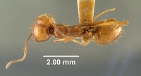 MCZ-ENT00009101 Pheidole wallacei had.jpg