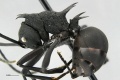 MCZ Polyrhachis armata hal1 25.jpg