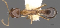 Monomorium kitectum casent0902202 d 1 high.jpg