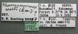 Phasmomyrmex wolfi casent0178250 label 1.jpg