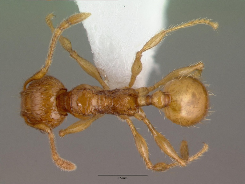 File:Pheidole fervida casent0008639 d 1 high.jpg