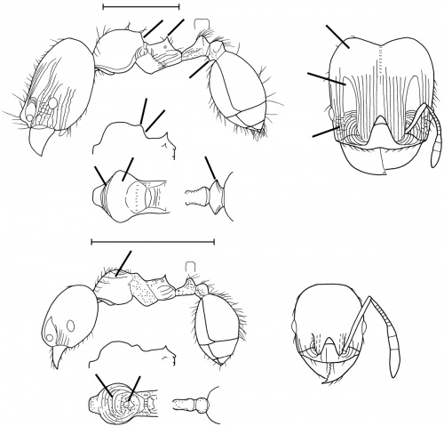 Pheidole pullula Wilson 2003.jpg