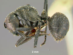 Polyrhachis-murinaL2.5x.jpg