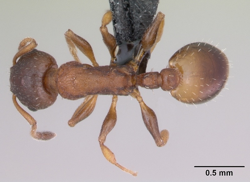 File:Temnothorax affinis casent0173201 dorsal 1.jpg