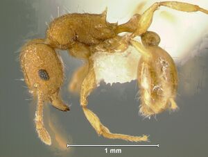 Tetramorium-laparumL6.3.jpg